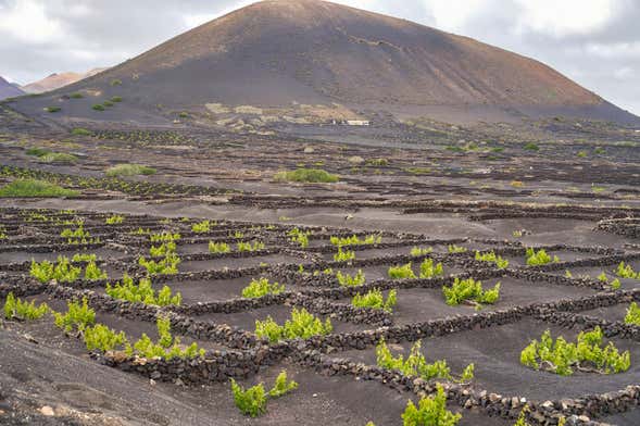 Visita a la bodega Vega de Yuco Testeina